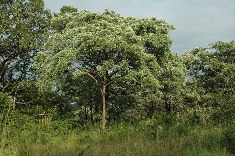 vaalboom silver cluster leaf