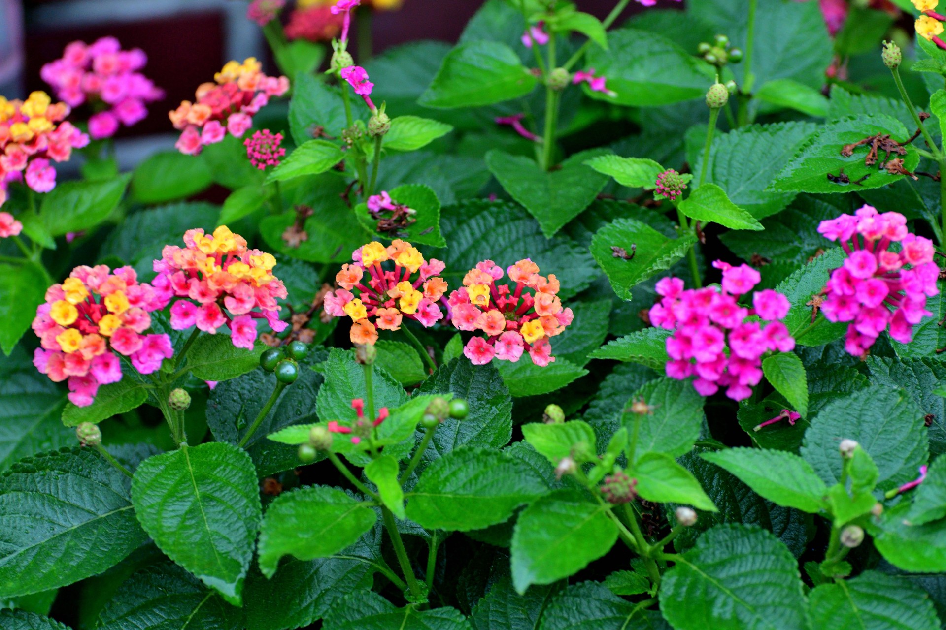 Lantana/ Lantana camara/ Shrub verbena: Profusion of Brightly Colored Flower Clusters