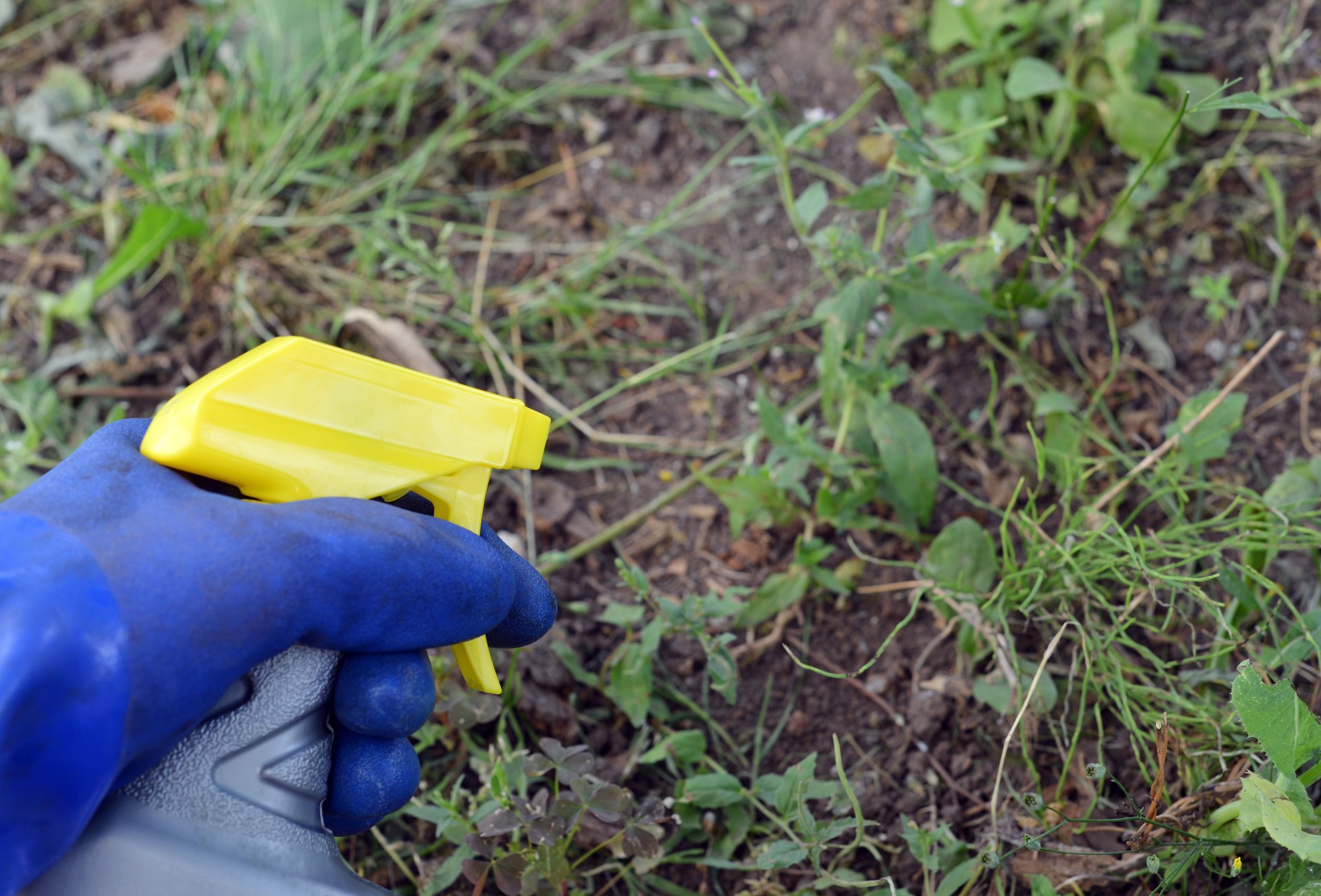 Weed Killer Spray