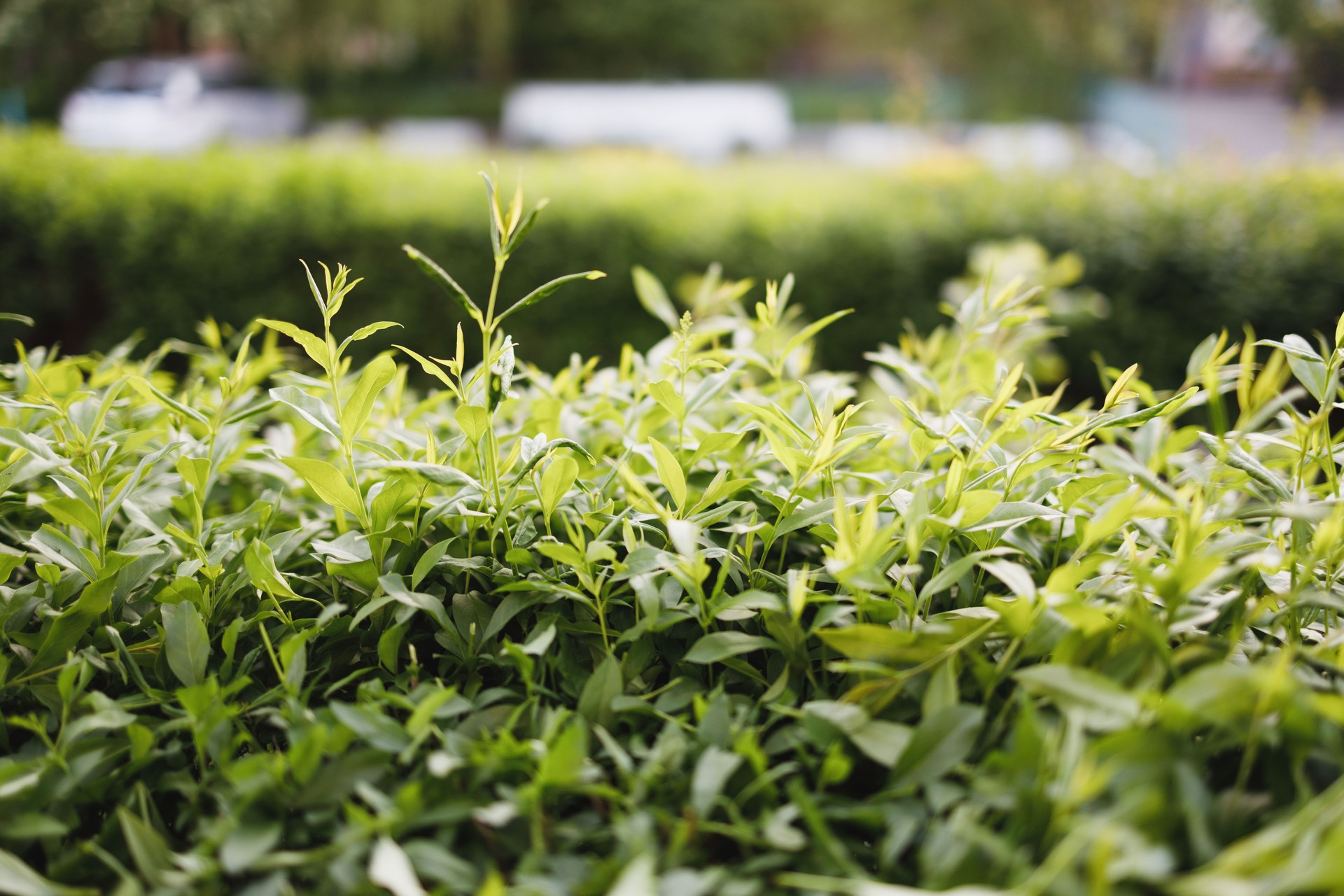 Green Bush