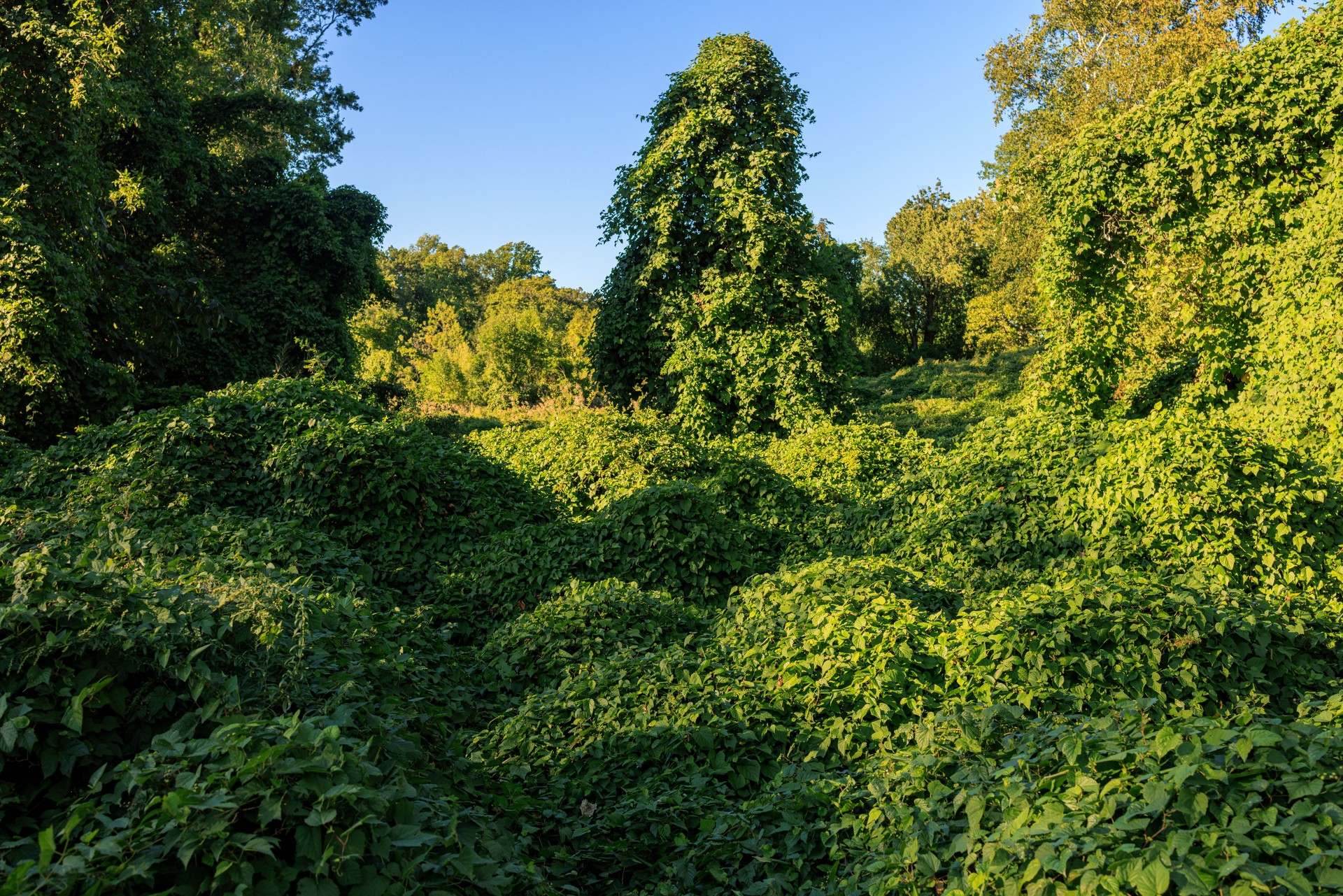 Porcelianberry invaded the area of Kissena Park, Queens, New York.